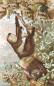 Kétujjú lajhár, lemez a "Brehms Tierleben: Allgemeine Kunde des Tierreichs", 2. kötet, 646. o., Bibliographisches Institut kiadásában alkotó: German School