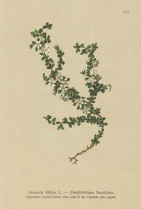 Kétvirágú homokfű (Arenaria biflora) alkotó: German School
