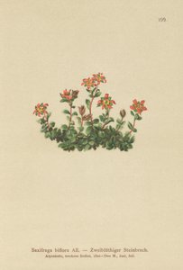 Kétvirágú szaxifrage (Saxifraga biflora) alkotó: German School