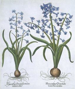 Két kék jácint, a Hortus Eystettensisből, Basil Besler (1561-1629) pub. 1613 (kézzel színezett metszet) alkotó: German School