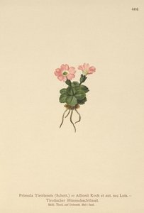 Tiroli kankalin (Primula tyrolensis, Primula Tirolensis, Primula Allionii) alkotó: German School