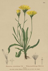 Esernyős tejfű (Hieracium staticefolium, Hieracium staticifolium, Tolpis staticifolia, Chlorocrepis staticifolium, Chlorocrepis staticifolia) alkotó: German School