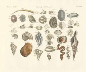 Egyedi állatok vagy féreghüvely (színes gravírozás) alkotó: German School