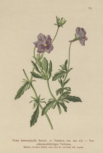 Valderia Violet (Viola heterophylla, Viola Valderia) alkotó: German School