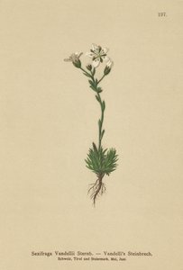 Vandellis Saxifrage (Saxifraga Vandellii) alkotó: German School