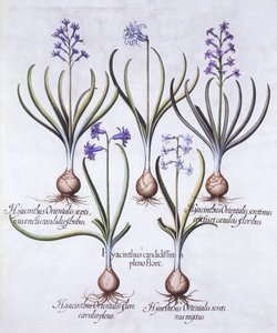 Jácint hagymás változatai, a Hortus Eystettensisből, Basil Besler (1561-1629), pub. 1613 (kézzel színezett metszet) alkotó: German School