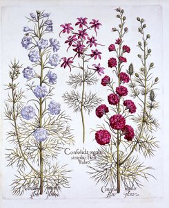 Larkspur fajtái, a Hortus Eystettensisből, Basil Besler (1561-1629), pub. 1613 (kézzel színezett metszet) alkotó: German School