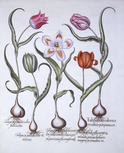 Tulipán fajták, a Hortus Eystettensisből, Basil Besler (1561-1629), pub. 1613 (kézzel színezett metszet) alkotó: German School