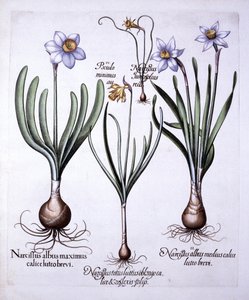 Különféle nárciszok, a Hortus Eystettensisből, Basil Besler (1561-1629), pub. 1613 (kézzel színezett metszet) alkotó: German School
