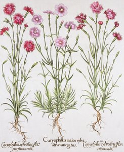 Különféle Dianthus fajták, a Hortus Eystettensis-ből Basil Besler (1561-1629), pub. 1613 (kézzel színezett metszet) alkotó: German School