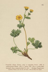 Villous cinquefoil (Potentilla villosa, Potentilla maculata, Potentilla rubens, Potentilla crocea, Potentilla alpestris, Potentilla salisburgensis) alkotó: German School