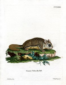 Virginiai repülő mókus (színes metszet) alkotó: German School