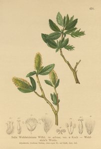 Waldsteins Willow (Salix Waldsteiniana, Salix arbusc. var.) alkotó: German School