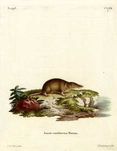 Water Shrew (színes metszet) alkotó: German School