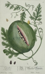 Görögdinnye, az A Curious Herbalból, német kiadás, 1757-ben alkotó: German School