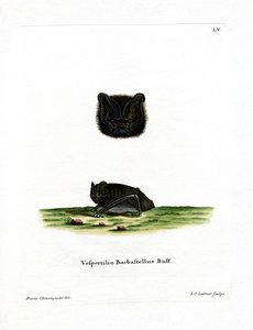 Western Barbastelle (színes metszet) alkotó: German School