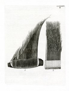 Bálna Baleen tányérok (színes gravírozás) alkotó: German School