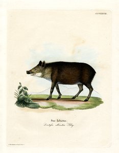 Fehér ajkú peka (színes metszet) alkotó: German School