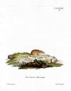 Fehér fogú cickány (színes metszet) alkotó: German School