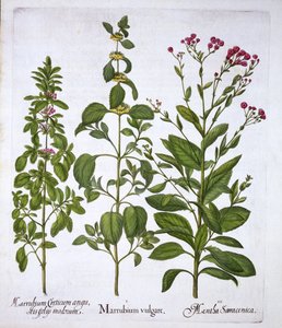 Fehér horehound, horehound és menta, a Hortus Eystettensisből, Basil Besler (1561-1629), pub. 1613 (kézzel színezett metszet) alkotó: German School