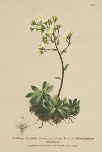 Fehérhegyi szaxifrage (Saxifraga brevifolia, Saxifraga Aizoon) alkotó: German School