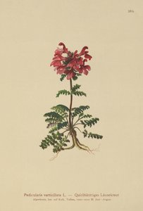 örvényes tetű (Pedicularis verticillata) alkotó: German School