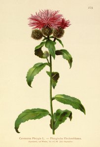 Paróka rózsa (Centaurea Phrygia) alkotó: German School