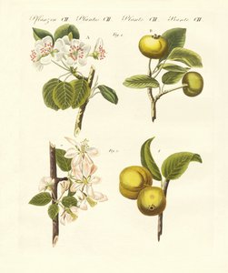 Vadon termő gyümölcsök (színes gravírozás) alkotó: German School