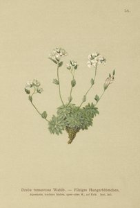 Wolley Whitlow-fű (Draba tomentosa) alkotó: German School