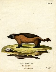 Wolverine (színes metszet) alkotó: German School