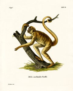 Gyapjas pókmajom (színes metszet) alkotó: German School