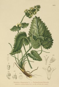 Sárga betónia (Betonica Alopecurus, Stachys alopecuros) alkotó: German School