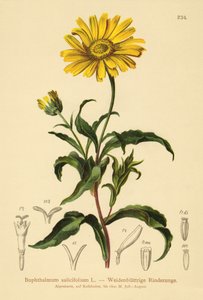 Sárga ökörszem (Buphthalmum salicifolium) alkotó: German School