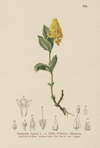 Sárga Paederota (Paederota Ageria, Paederota lutea) alkotó: German School