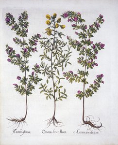 Yellow Rest-Harrow, Pink Rest-Harrow és Pink Thorny Rest-Harrow, Hortus Eystettensis, Basil Besler (1561-1629), pub. 1613 (kézzel színezett metszet) alkotó: German School