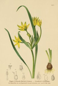Betlehemi sárga csillag (Gagea Liottardi, Gagea lutea, Gagea fragifera, Ornithogalum minimum var. fragiferum, Gagea fistulosa subsp. liotardii) alkotó: German School