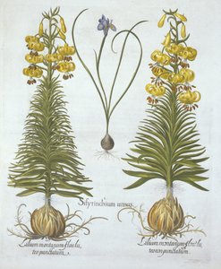 Sárga türkés liliom hagymával és törpe kékszemű fűvel, a Hortus Eystettensistől, Basil Besler (1561-1629), pub. 1613 (kézzel színezett metszet) alkotó: German School