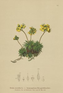 Sárga Whitlow-fű (Draba aizoides) alkotó: German School