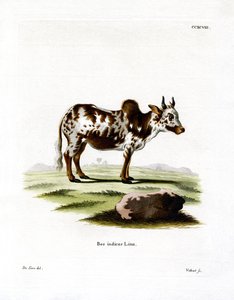 Zebu (színes metszet) alkotó: German School