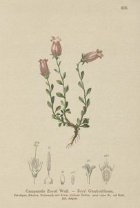 Zois harangvirág (Campanula Zoysii) alkotó: German School