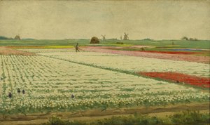 Tulipán mezők