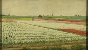 Tulipán mezők