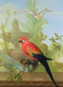 Egy ara és egy galamb díszkertben, 1772 alkotó: Gerrit van den Heuvel