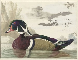 carolina kacsa alkotó: Gerrit van den Heuvel