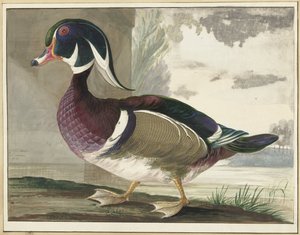 carolina kacsa alkotó: Gerrit van den Heuvel