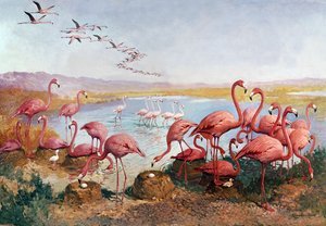 Rózsaszín flamingók