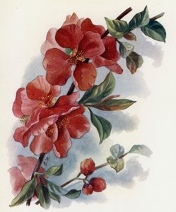 Cydonia Japanese kontra Cardinal
