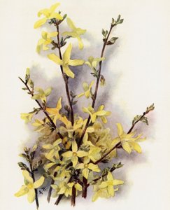 Forsythia Suspensa