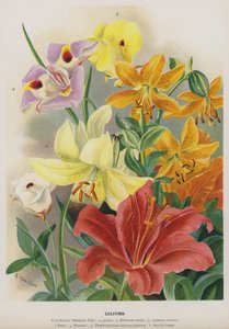 Liliomok
