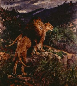 Lions Stalking (olaj, vászon) alkotó: Geza Vastagh